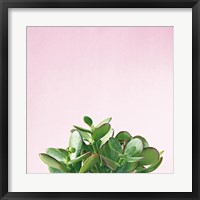 Framed Succulent Simplicity III on Pink