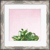 Framed 'Succulent Simplicity III on Pink' border=