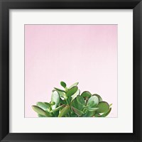Framed 'Succulent Simplicity III on Pink' border=