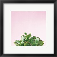 Framed 'Succulent Simplicity III on Pink' border=