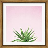 Framed Succulent Simplicity I on Pink