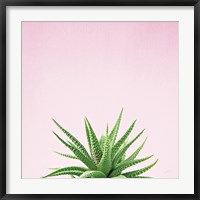 Framed Succulent Simplicity I on Pink