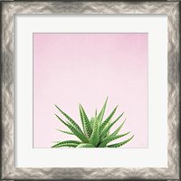 Framed 'Succulent Simplicity I on Pink' border=