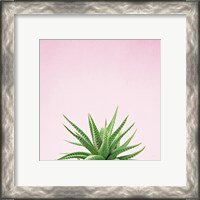 Framed 'Succulent Simplicity I on Pink' border=