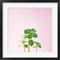 Framed Succulent Simplicity IX on Pink
