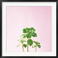 Framed Succulent Simplicity IX on Pink