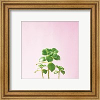 Framed 'Succulent Simplicity IX on Pink' border=