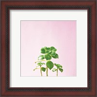 Framed 'Succulent Simplicity IX on Pink' border=
