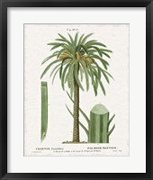 Island Botanicals II Framed Print