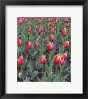 Framed Boulder Tulips