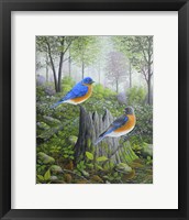 Framed Spring Bluebirds