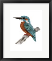 Framed Mr Kingfisher