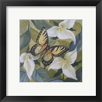 Framed 'Large Butterfly and Trillium' border=