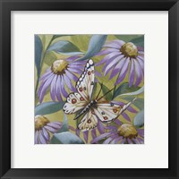 Framed 'Large Butterfly and Echinacea' border=