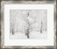 Framed Snow Covered Cottonwood Trees