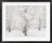 Framed Snow Covered Cottonwood Trees