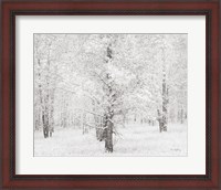 Framed Snow Covered Cottonwood Trees