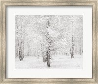 Framed Snow Covered Cottonwood Trees