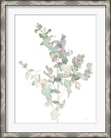 Framed Eucalyptus II White