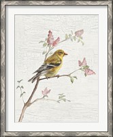 Framed Female Goldfinch Vintage v2