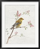 Framed Female Goldfinch Vintage v2