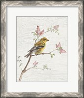 Framed Female Goldfinch Vintage v2