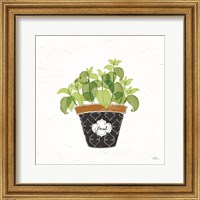 Framed Fine Herbs VIII