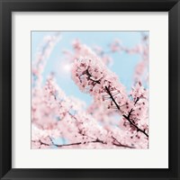 Framed Cherry Blossom Clouds
