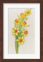 Framed Yellow Daffodils
