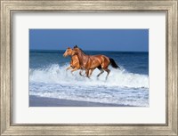Framed 2 Horses Sea