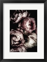 Framed Dark Rose