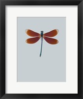 Framed Dragonfly II