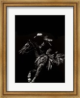 Framed Scratchboard Rodeo I