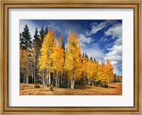 Framed Through the Yellow Trees II