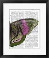 Framed Butterfly in Green and Pink b