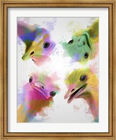Framed Rainbow Splash Four Ostriches