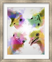 Framed Rainbow Splash Four Ostriches