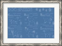 Framed Dog Breeds Infograph