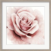 Framed 'Pink Rose I' border=