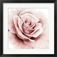 Framed 'Pink Rose I' border=