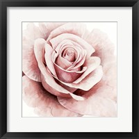 Framed 'Pink Rose I' border=