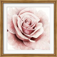Framed Pink Rose I