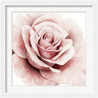 Framed Pink Rose I