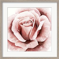 Framed 'Pink Rose II' border=