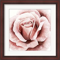 Framed Pink Rose II