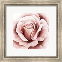 Framed 'Pink Rose II' border=