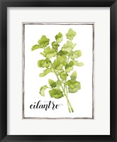 Framed Watercolor Herbs IV