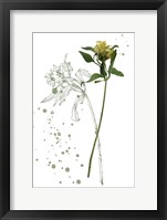Botany Flower I Framed Print