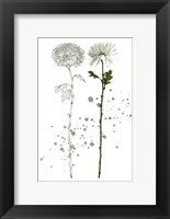 Framed Botany Flower IV