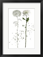 Botany Flower IV Framed Print
